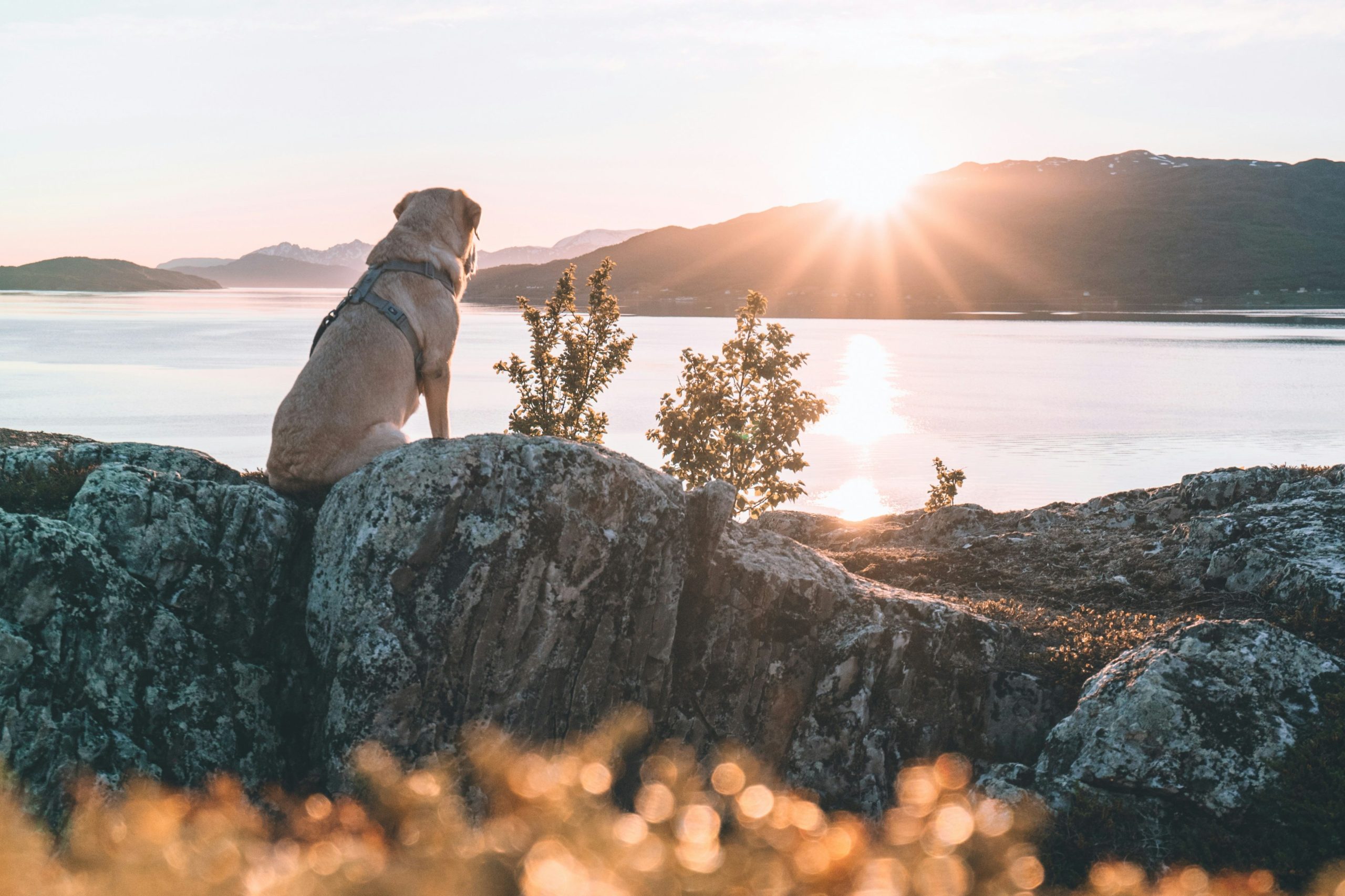 NASLOVNA mauri karlin jdvfvy1ch e unsplash