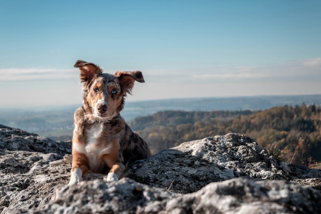 Service-2-min sara kurfess 3uqfntk r1c unsplash planina